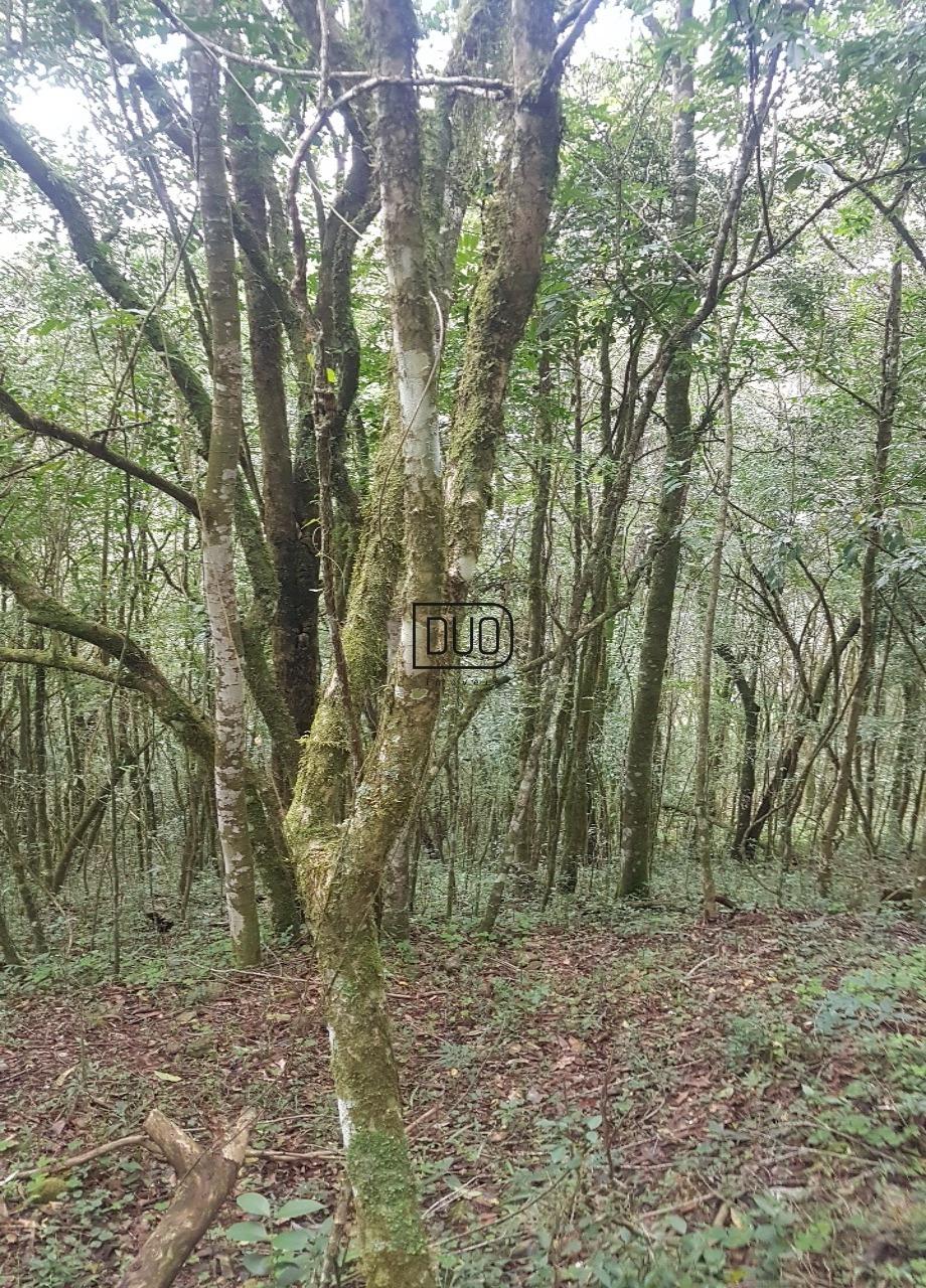 Chacara na Conceicao da Linha Feijo